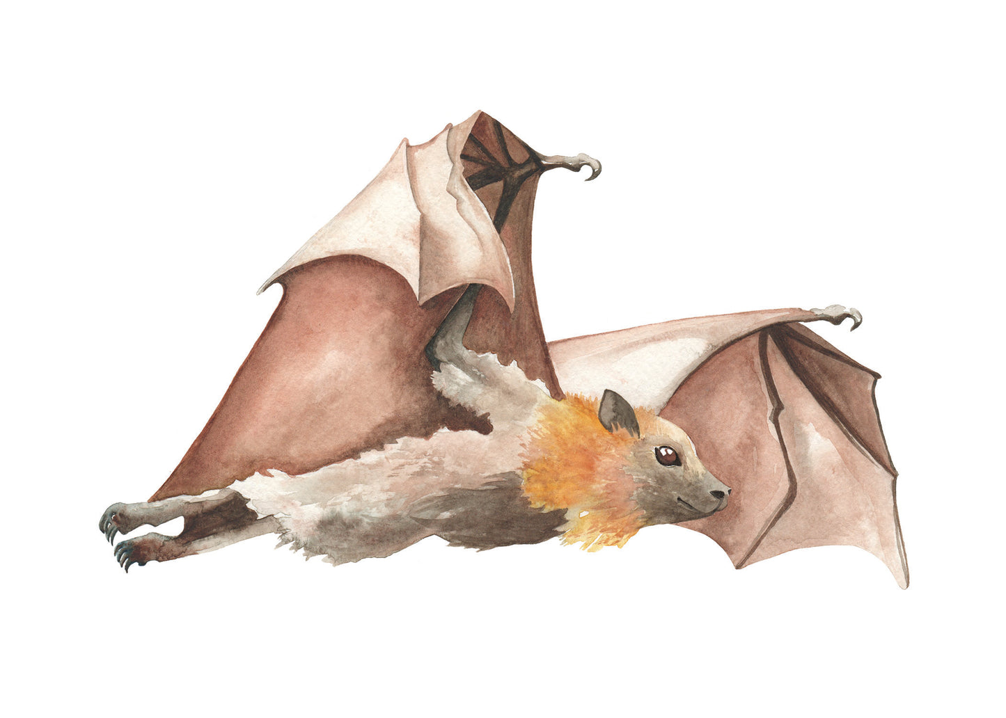 watercolor painting of a fruit bat.