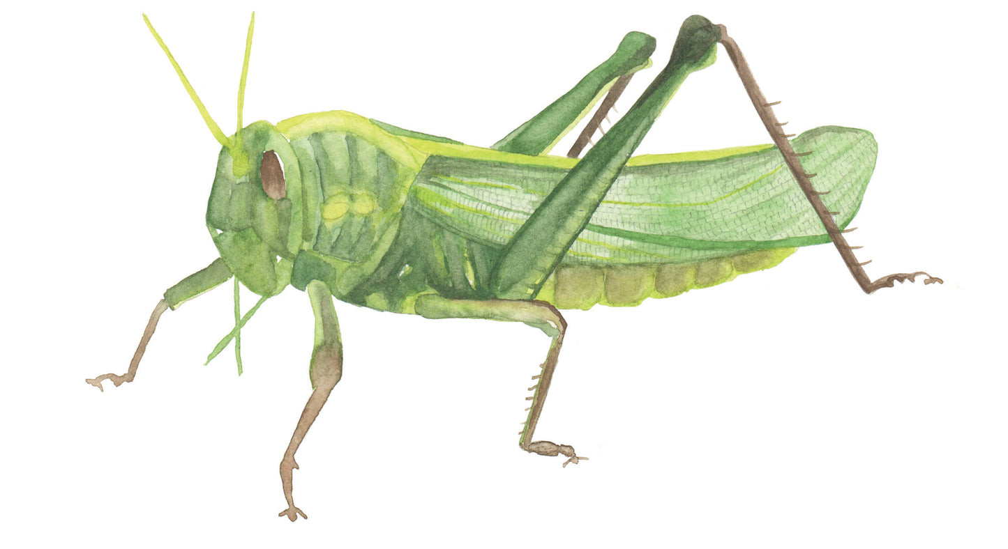 watercolor painting of a grasshopper.