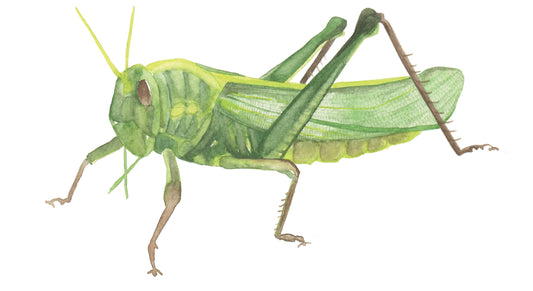 watercolor painting of a grasshopper.