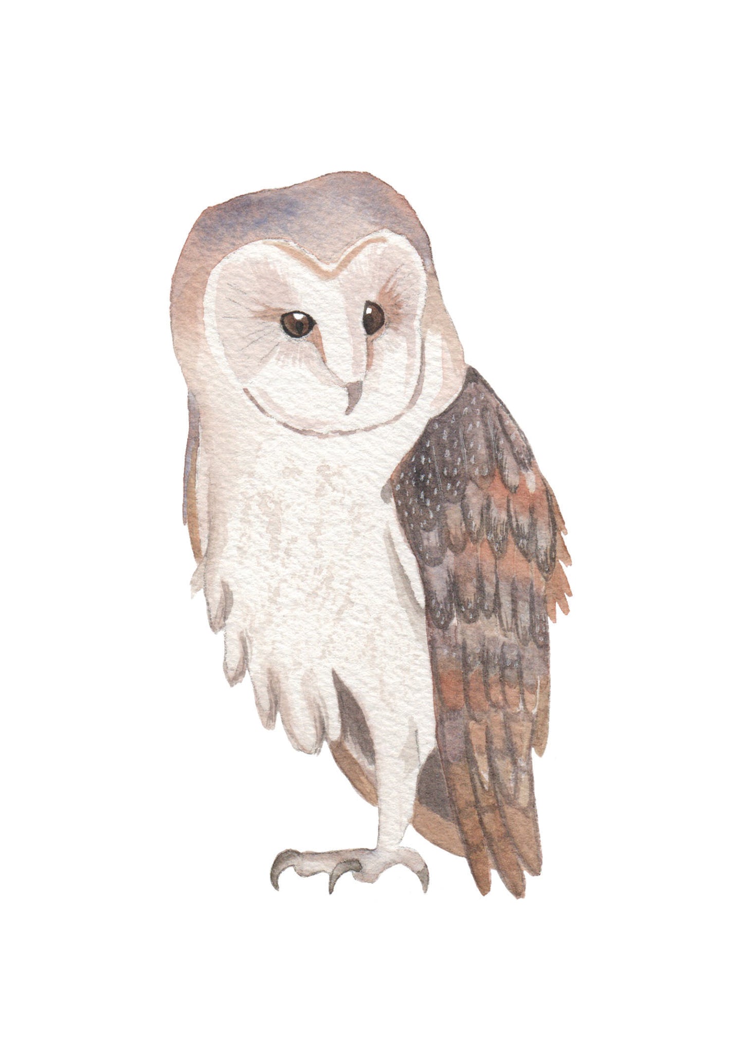 watercolor painting of a barn owl.