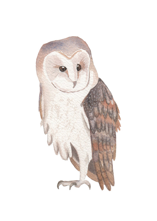 watercolor painting of a barn owl.