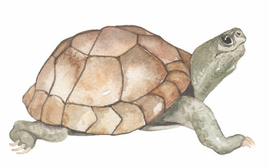 watercolor painting of a turtle.