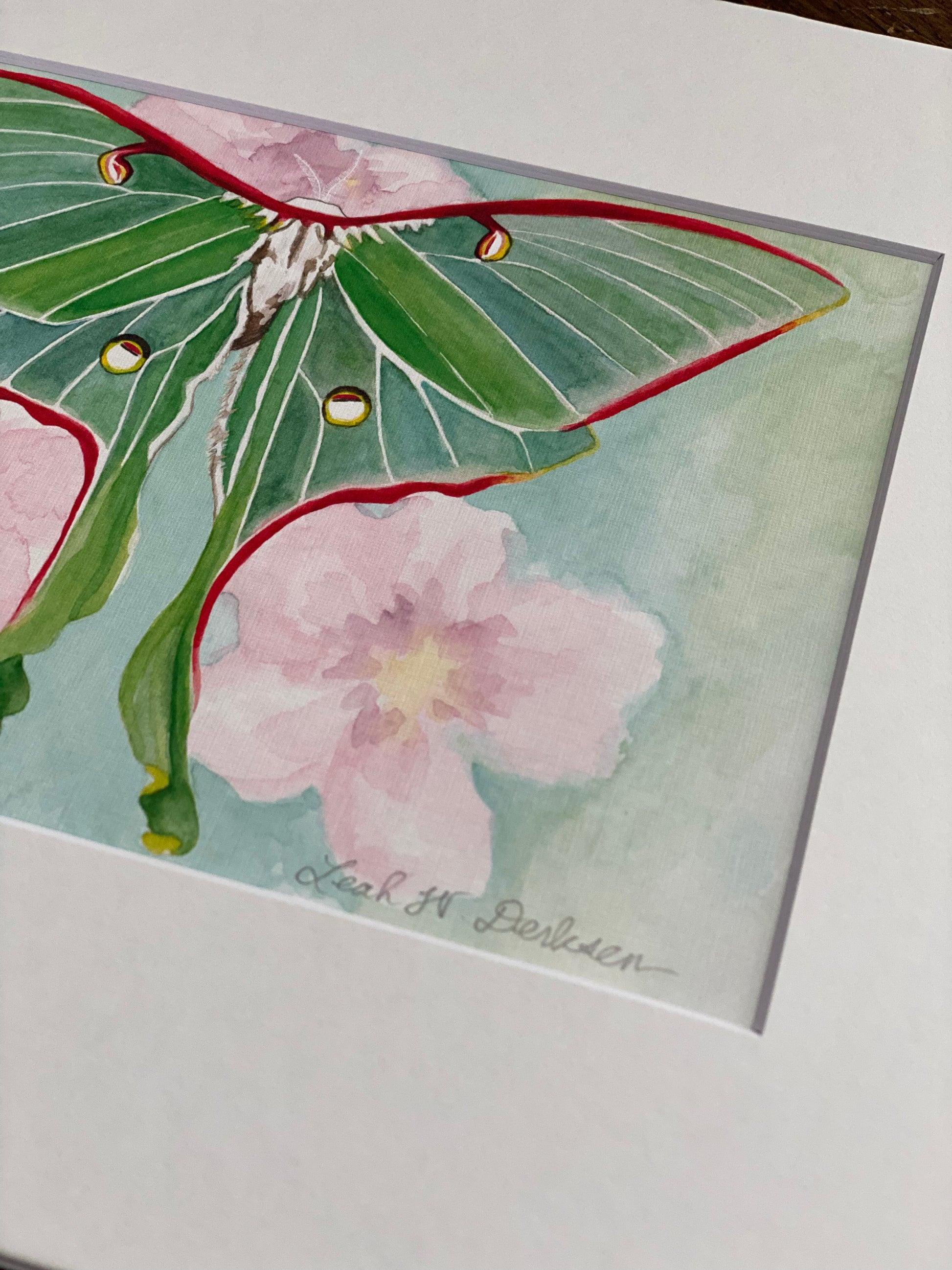 closeup of a matted print of a watercolored luna moth. 