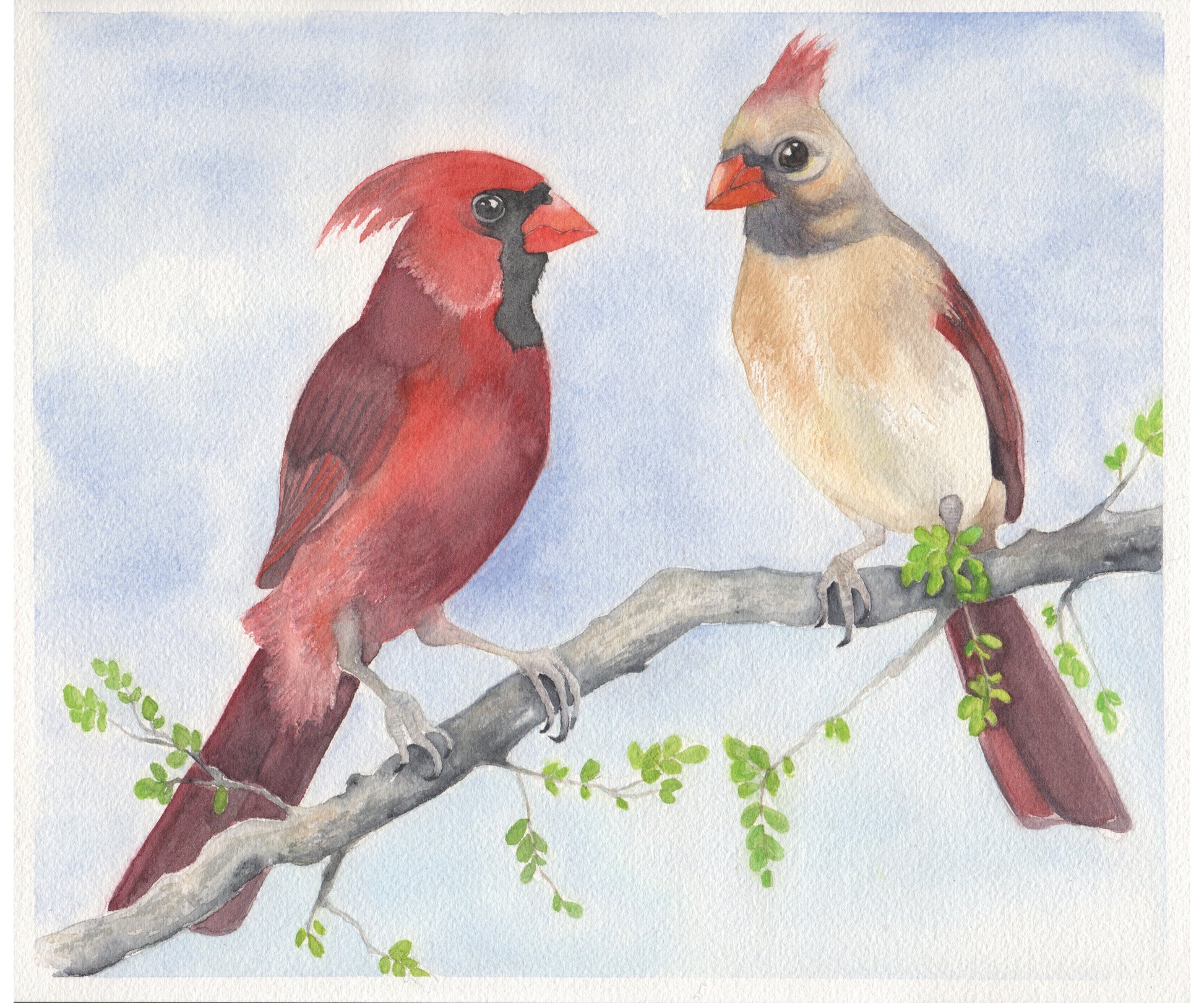 Watercolor painting of a male and female cardinal sitting on a branch.