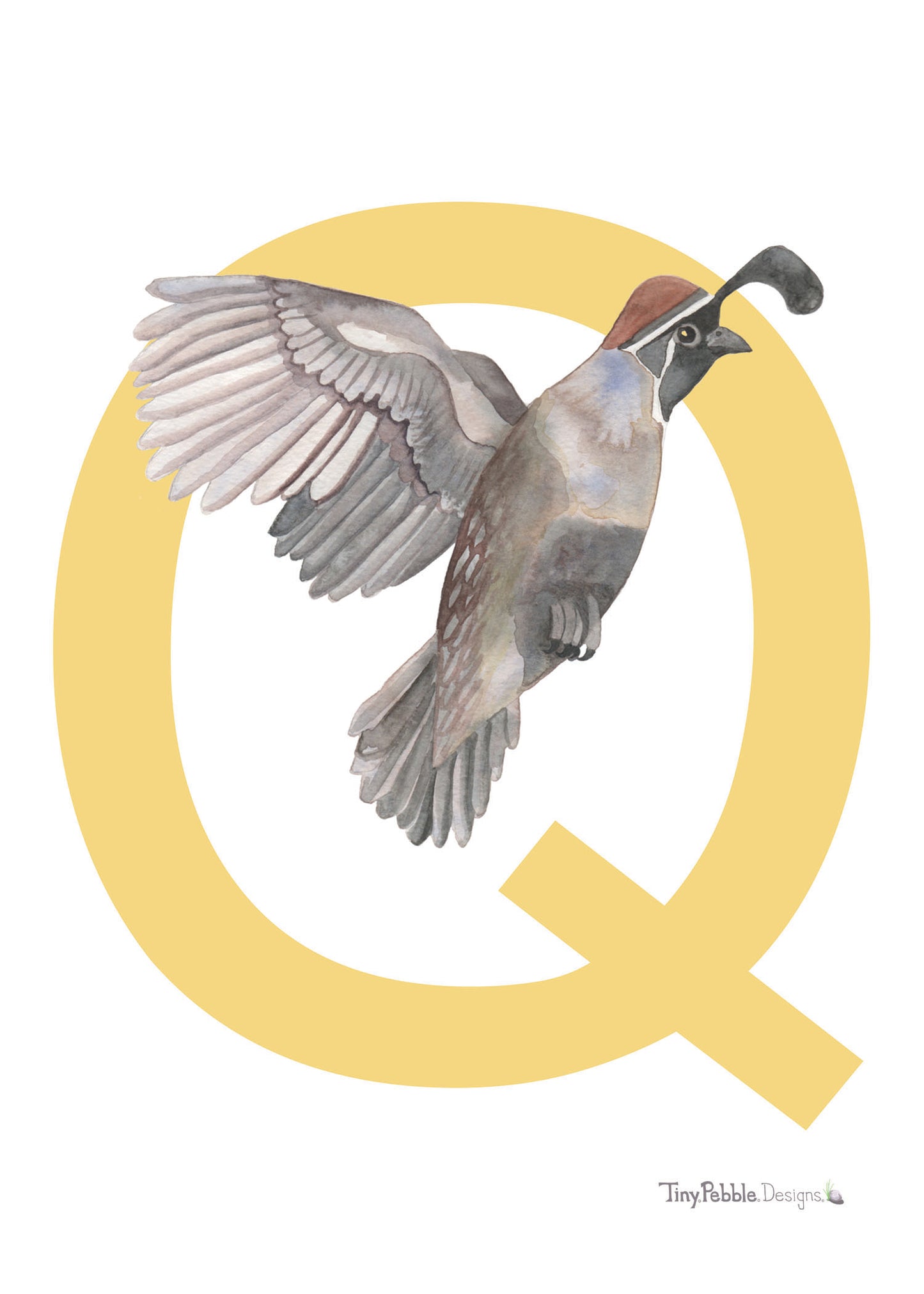 yellow printed letter Q with a watercolor painting of a quail. 