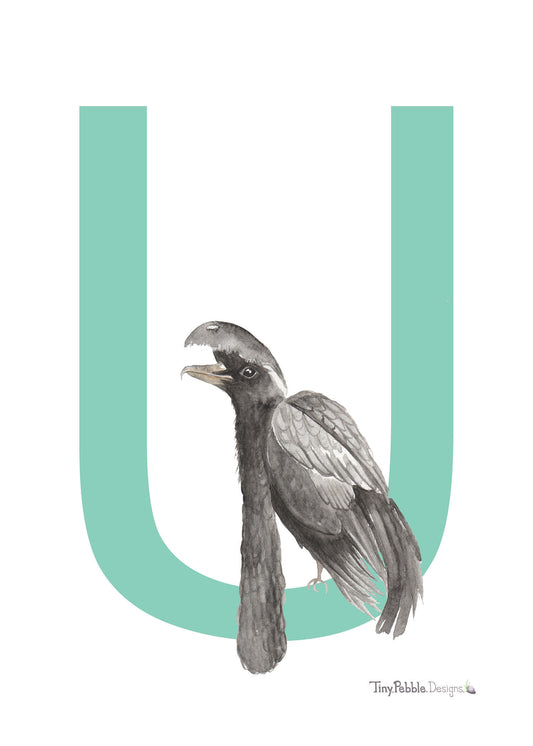 teal printed letter U with a watercolor painting of an umbrellabird. 