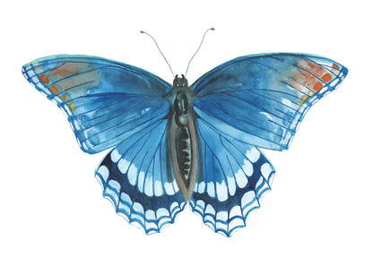 watercolor painting of a red spotted purple butterfly