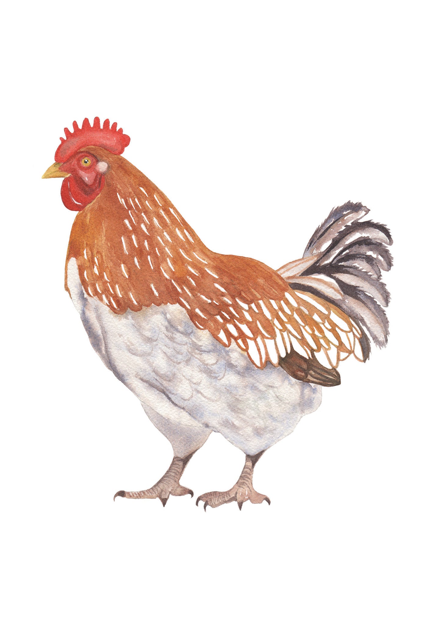 Watercolor painting of a brown and white chicken.