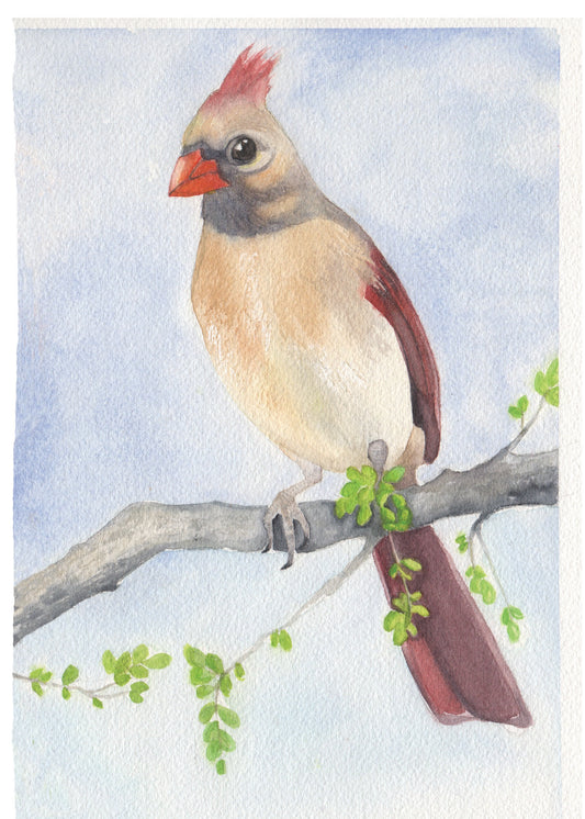 Female Cardinal Watercolor