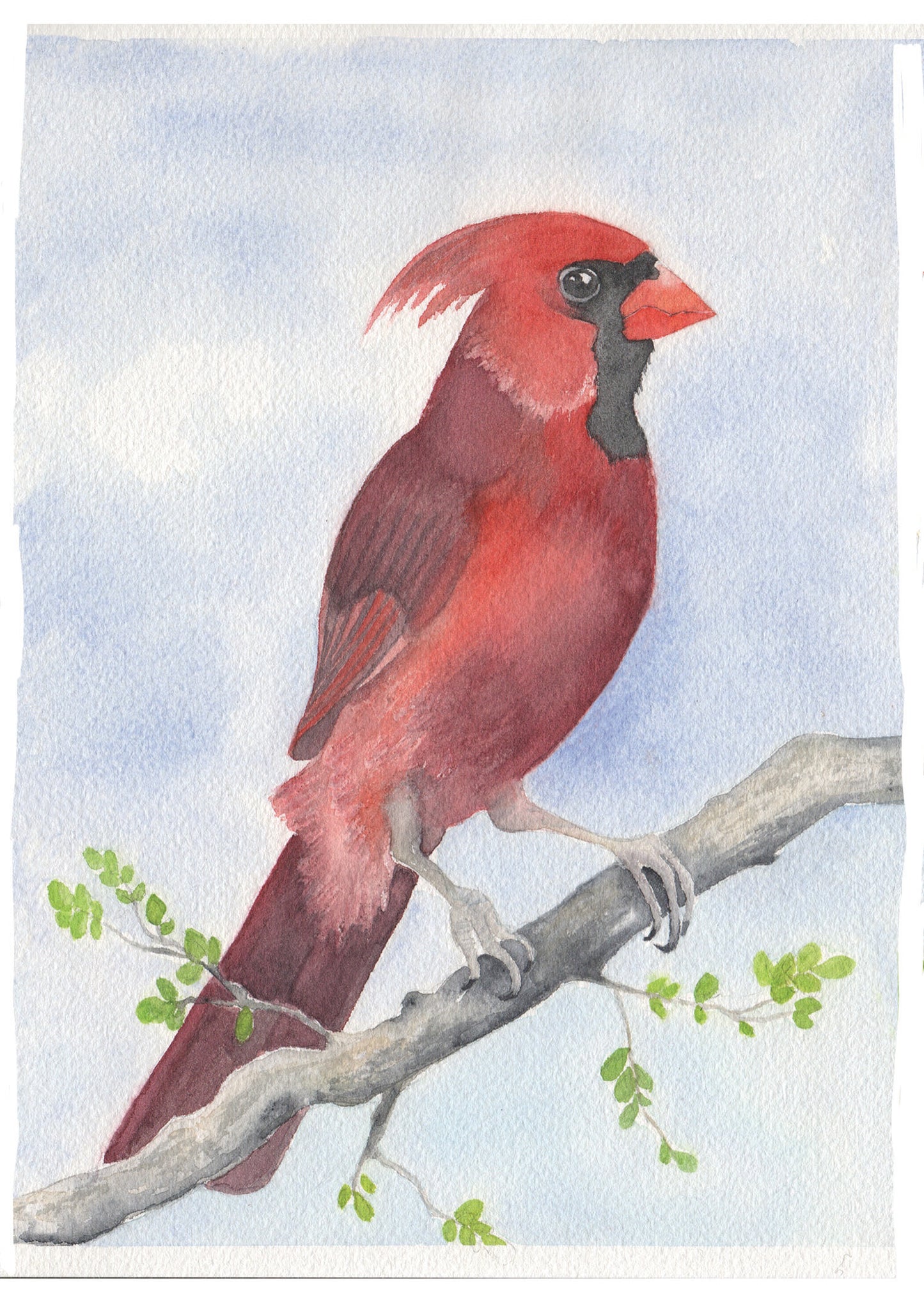 Watercolor painting of a male cardinal.