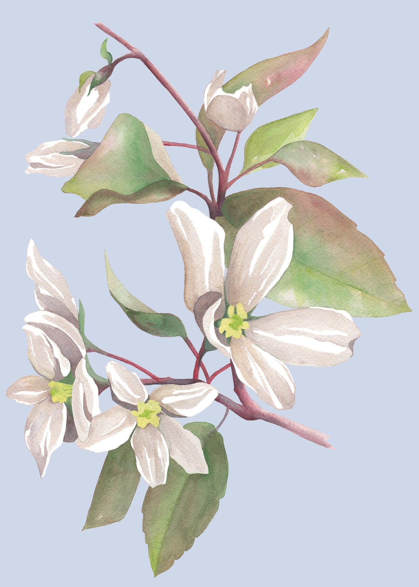 Watercolor painting of a shadbush branch and blooms.