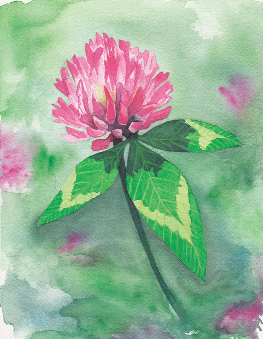 Watercolor painting of a red clover flower with a green and pink painted background.