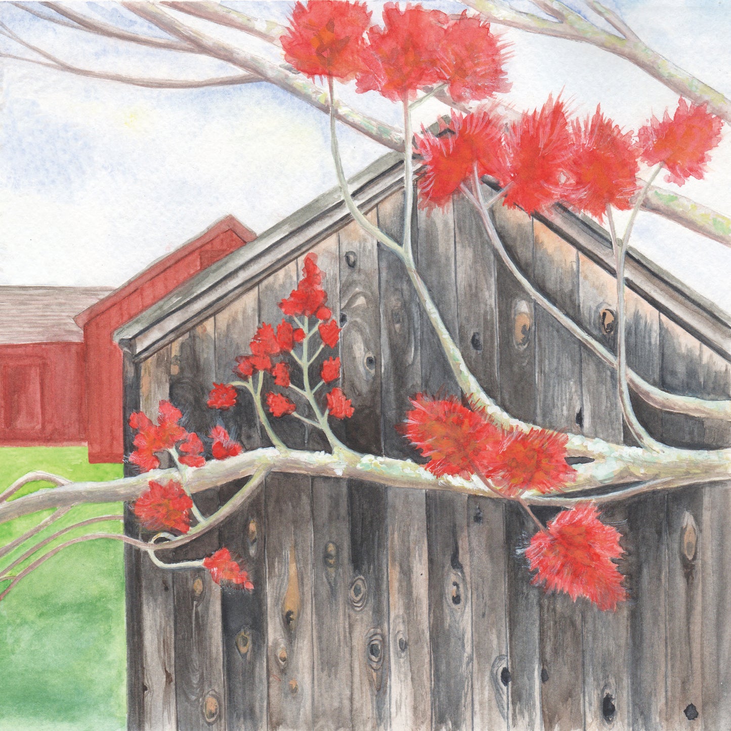 watercolor painting of red maple buds against a grey barn.