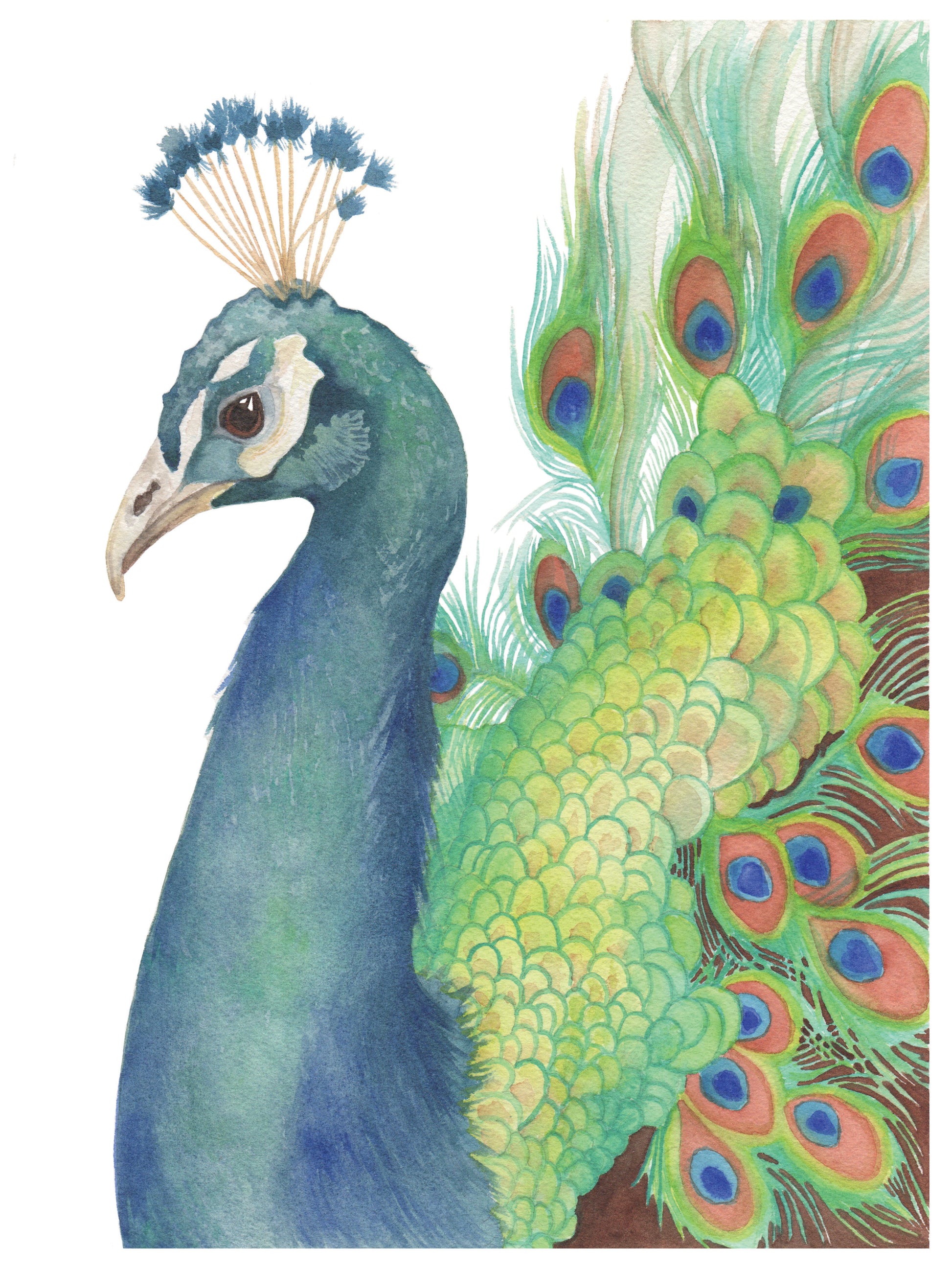 Watercolor painting of a peacock.