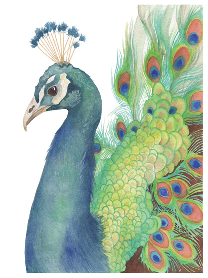 Watercolor painting of a peacock.