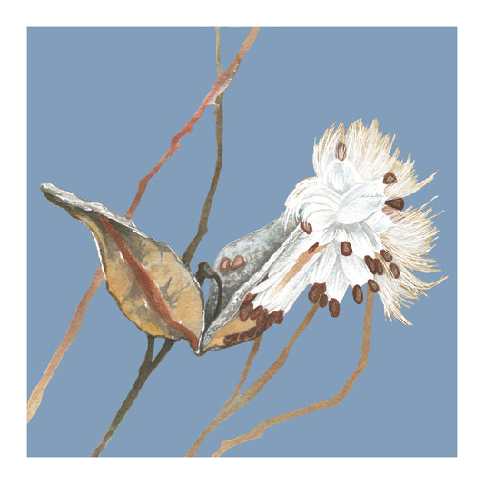 watercolor painting of a milkweed pod with a sky blue background.