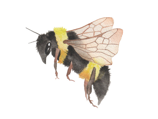 watercolor painting of a bumblebee.