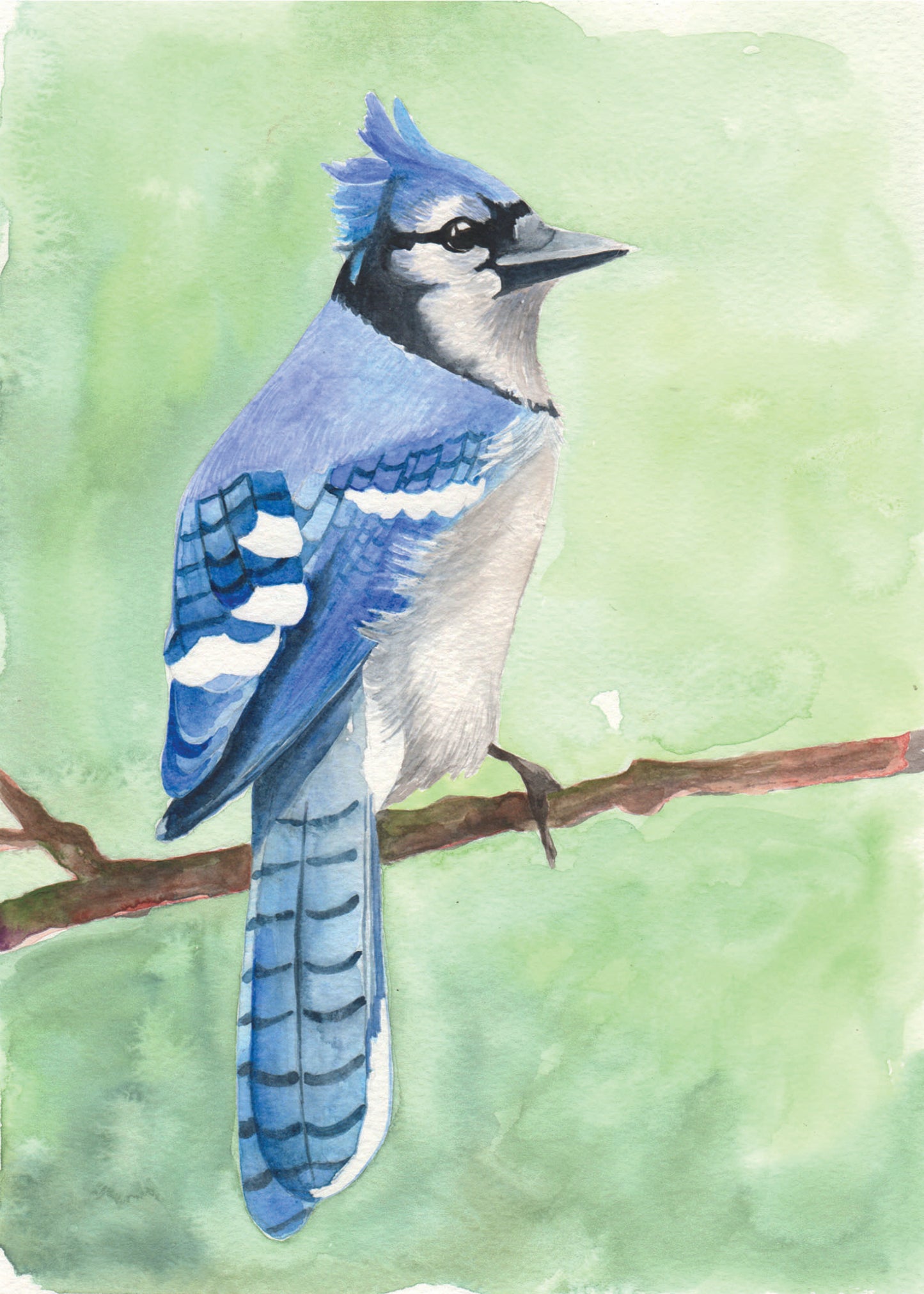 bluejay watercolor painting perched on a branch with a green background.