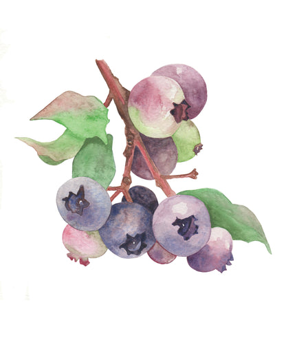 watercolor painting of blueberries ripening on the vine.