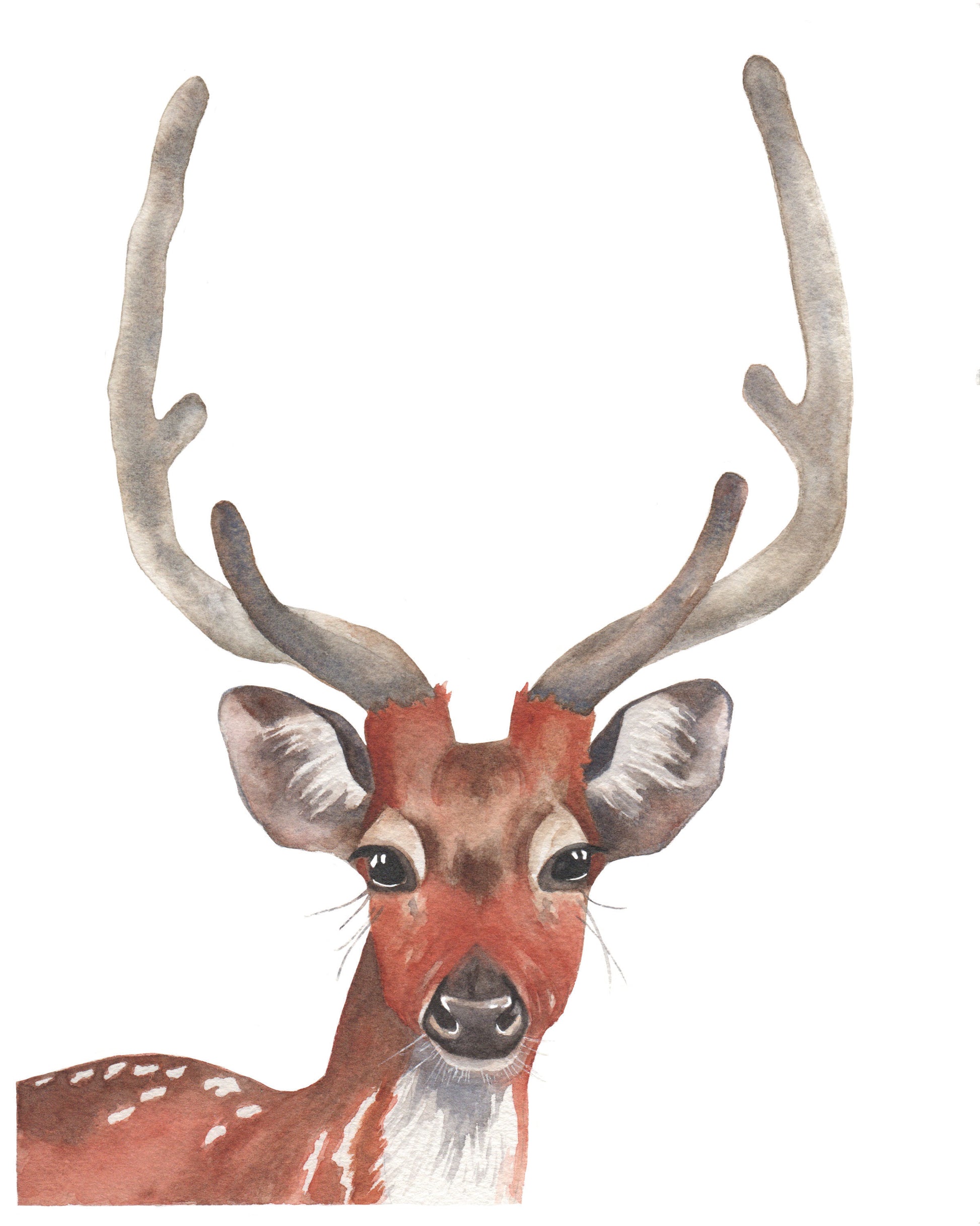 Watercolor painting of a young buck with antlers and spots. 