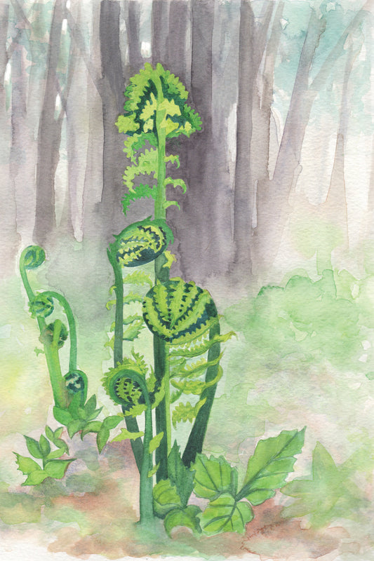 Watercolor painting of fiddlehead ferns with trees in the background.