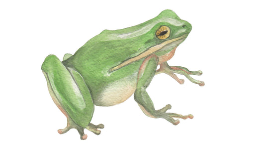 watercolor painting of a green frog. 