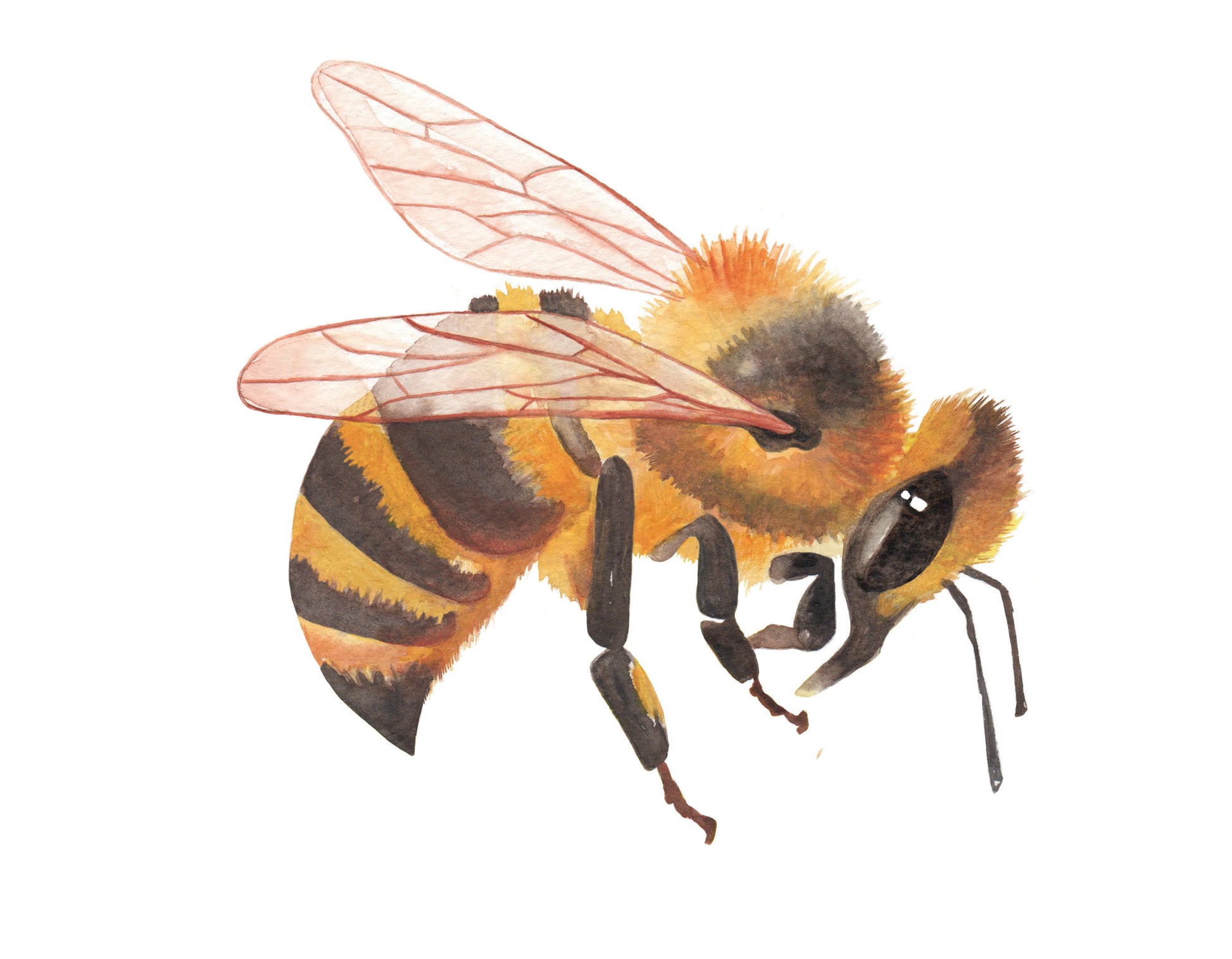 Watercolor painting of a honey bee.