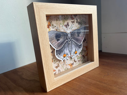 Shadowbox frame with a painting of a grey hairstreak butterfly.