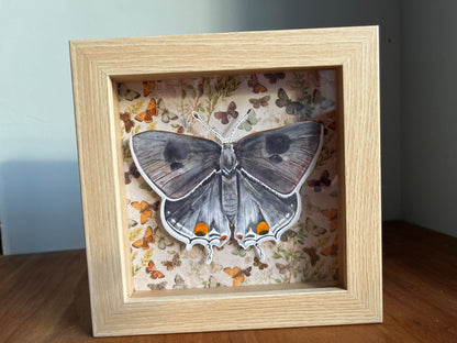 Shadow box frame with a watercolor painting of a grey hairstreak butterfly.