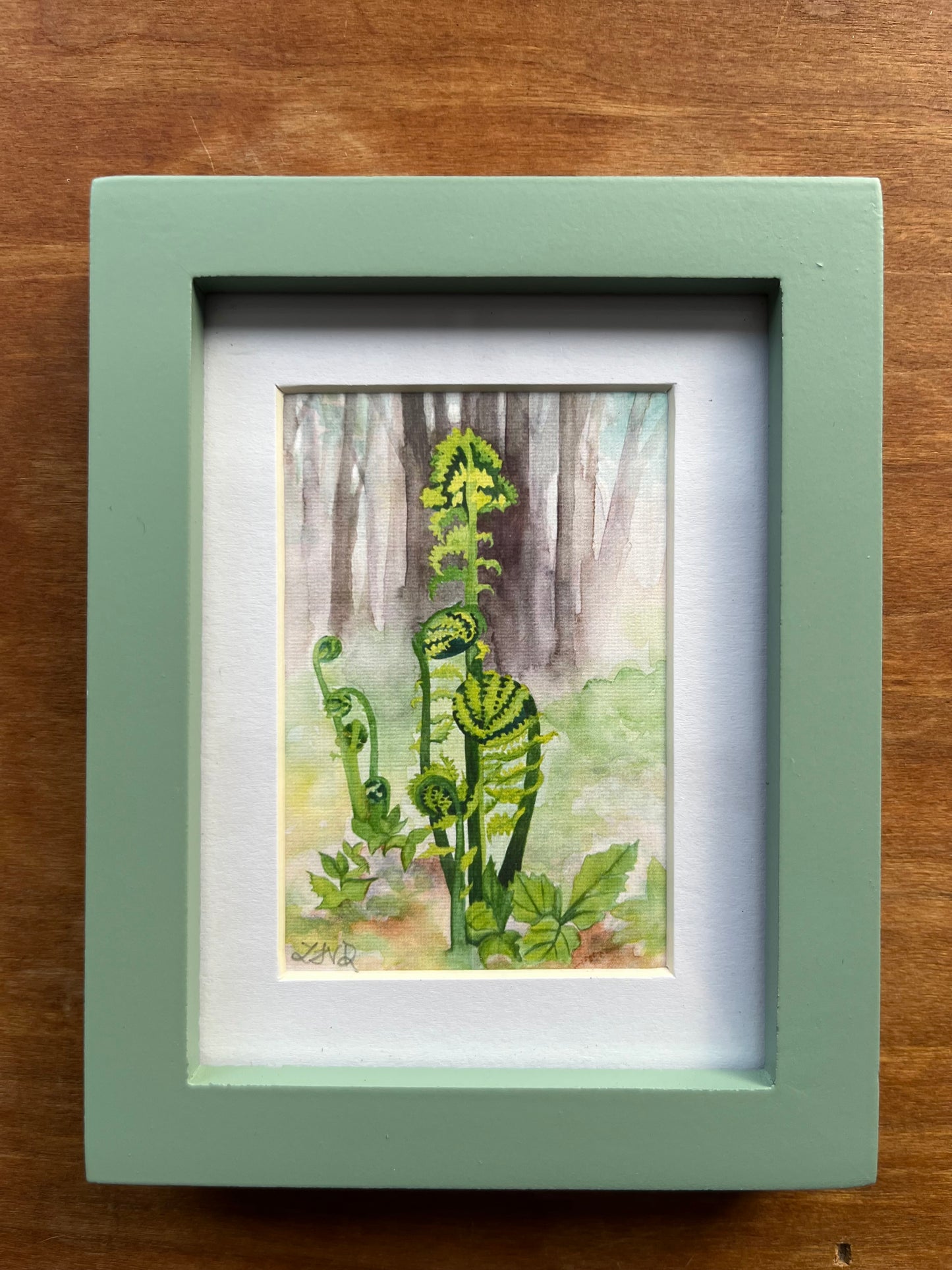 Watercolor painting of fiddlehead ferns in a forest in a green picture frame. 