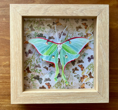 Shadowbox with a watercolor painting of a luna moth. 