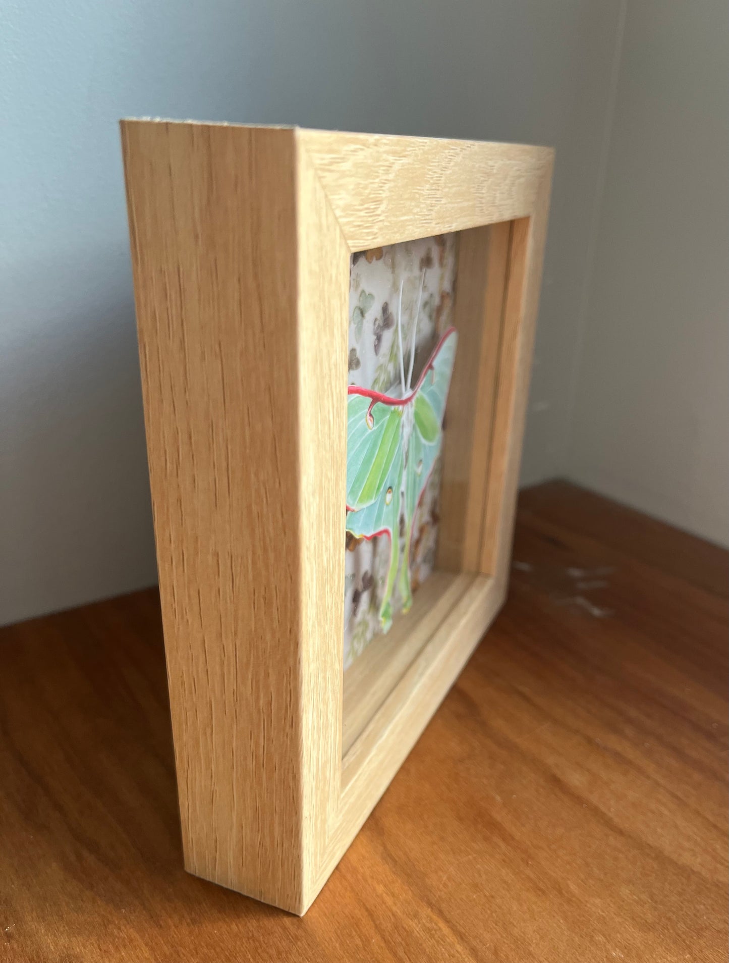 Three quarter view of a shadowbox with a watercolor painting of a luna moth. 