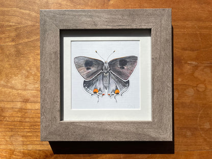 framed watercolor print of a grey hairstreak butterfly.