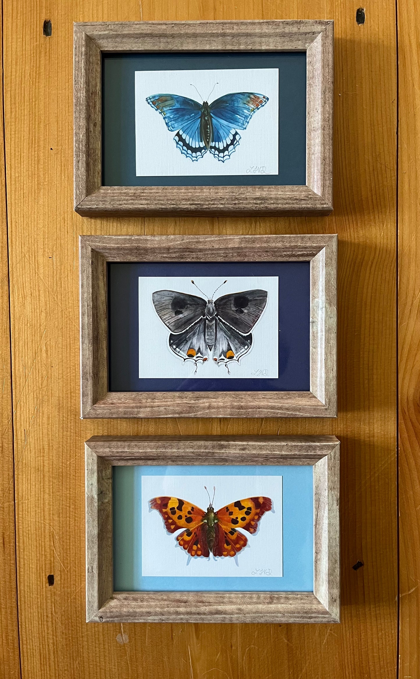 Three watercolor paintings each in brown picture frames with blue mattes. 