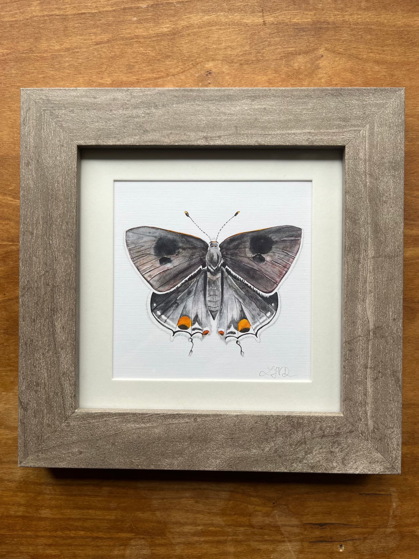 Square Framed Grey Hairstreak Butterfly Watercolor