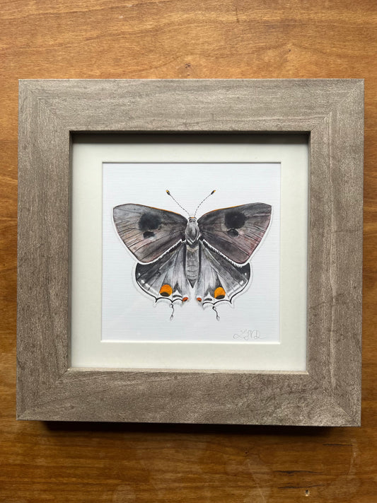 Square Framed Grey Hairstreak Butterfly Watercolor