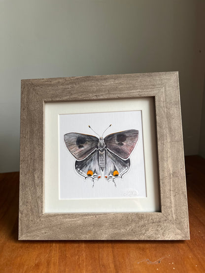 Square Framed Grey Hairstreak Butterfly Watercolor