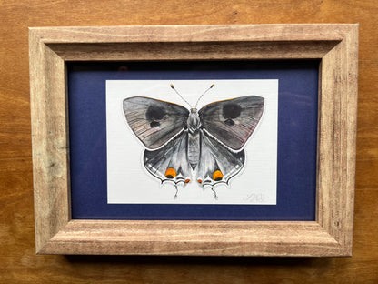 Watercolor painting of a grey hairstreak butterfly in a brown frame with a blue matte. 