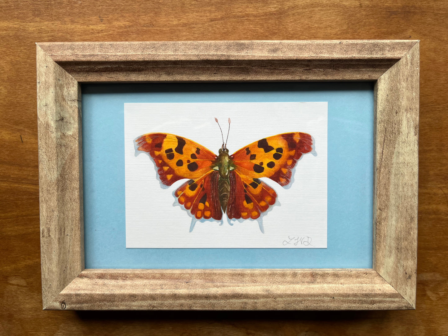 Watercolor painting of a question mark butterfly in a light brown picture frame with a blue matte.