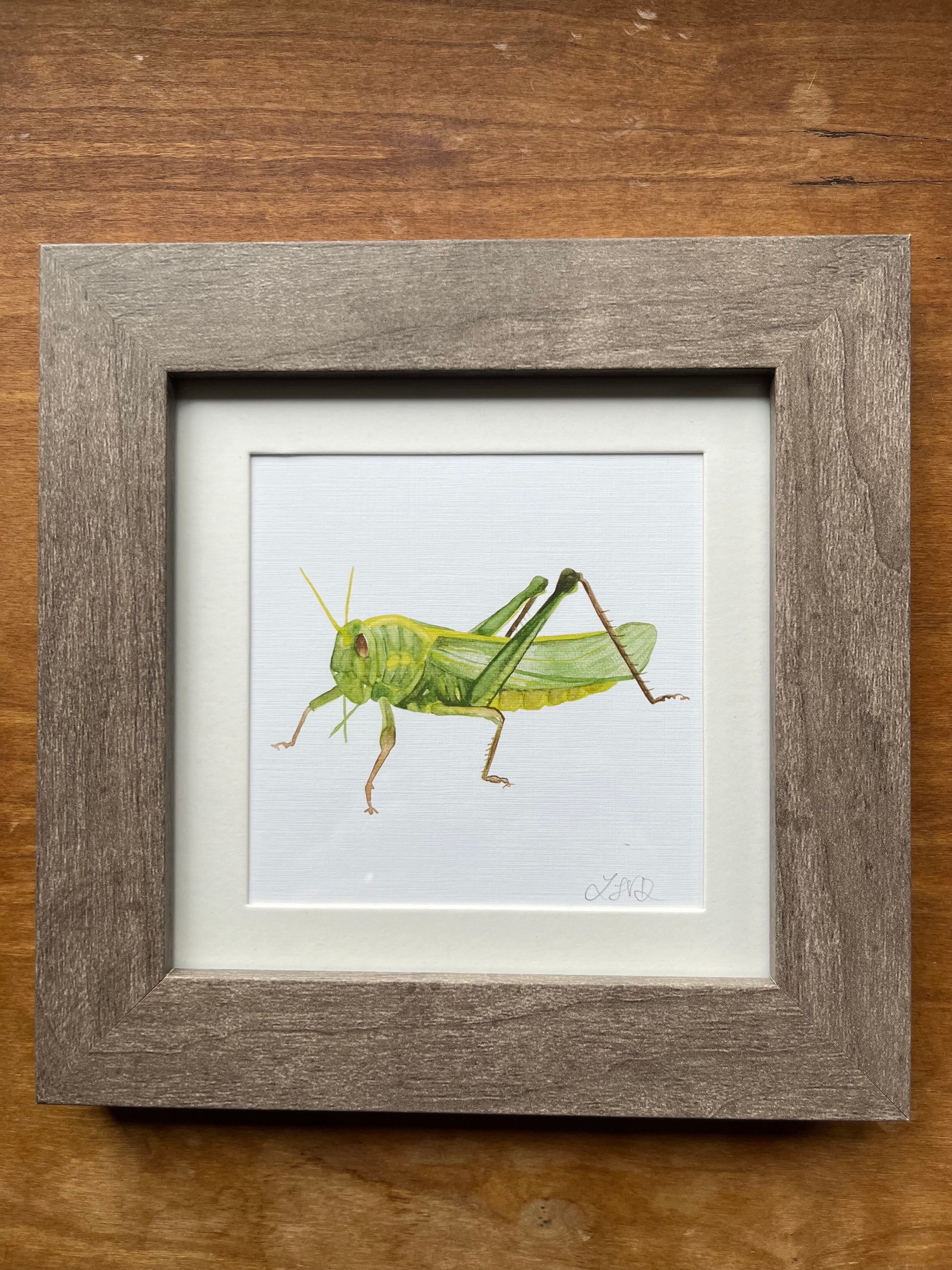 print of a watercolor grasshopper framed in a grey frame with a white matte. 