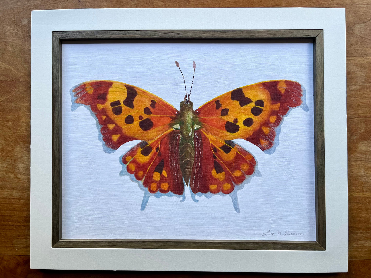 Watercolor painting of an orange Question Mark butterfly.