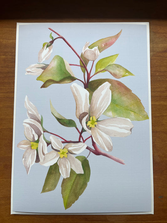 Shadbush In Bloom Greeting Card