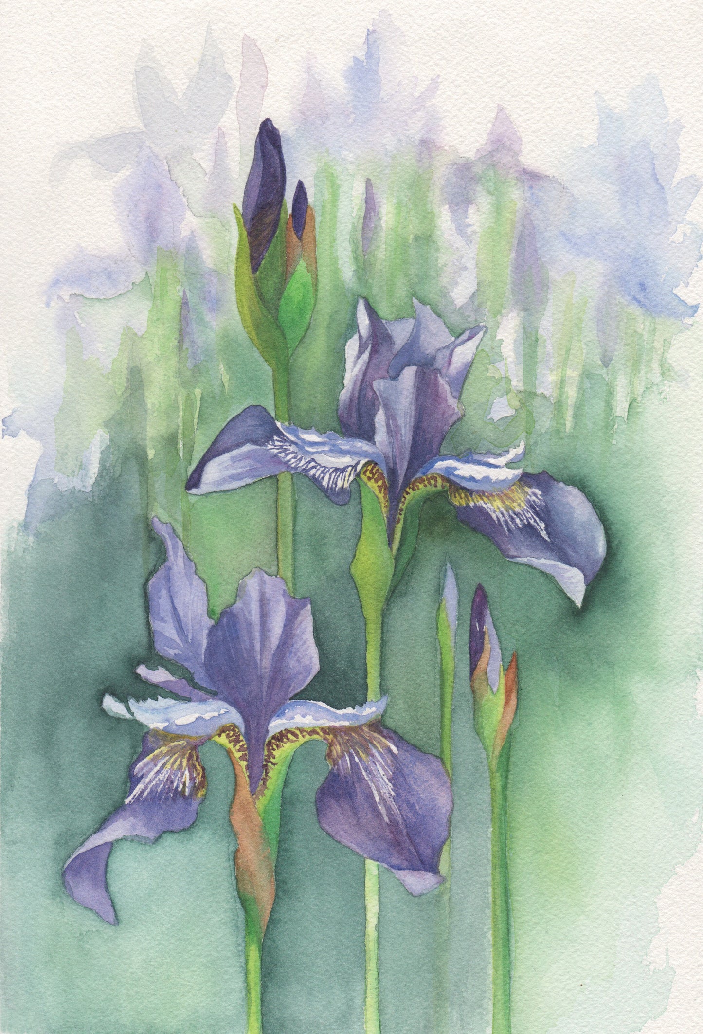 Siberian Irises Watercolor