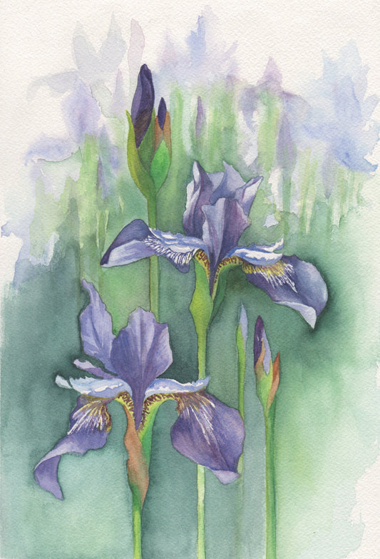 Siberian Irises Watercolor