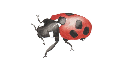 watercolor painting of a ladybug.