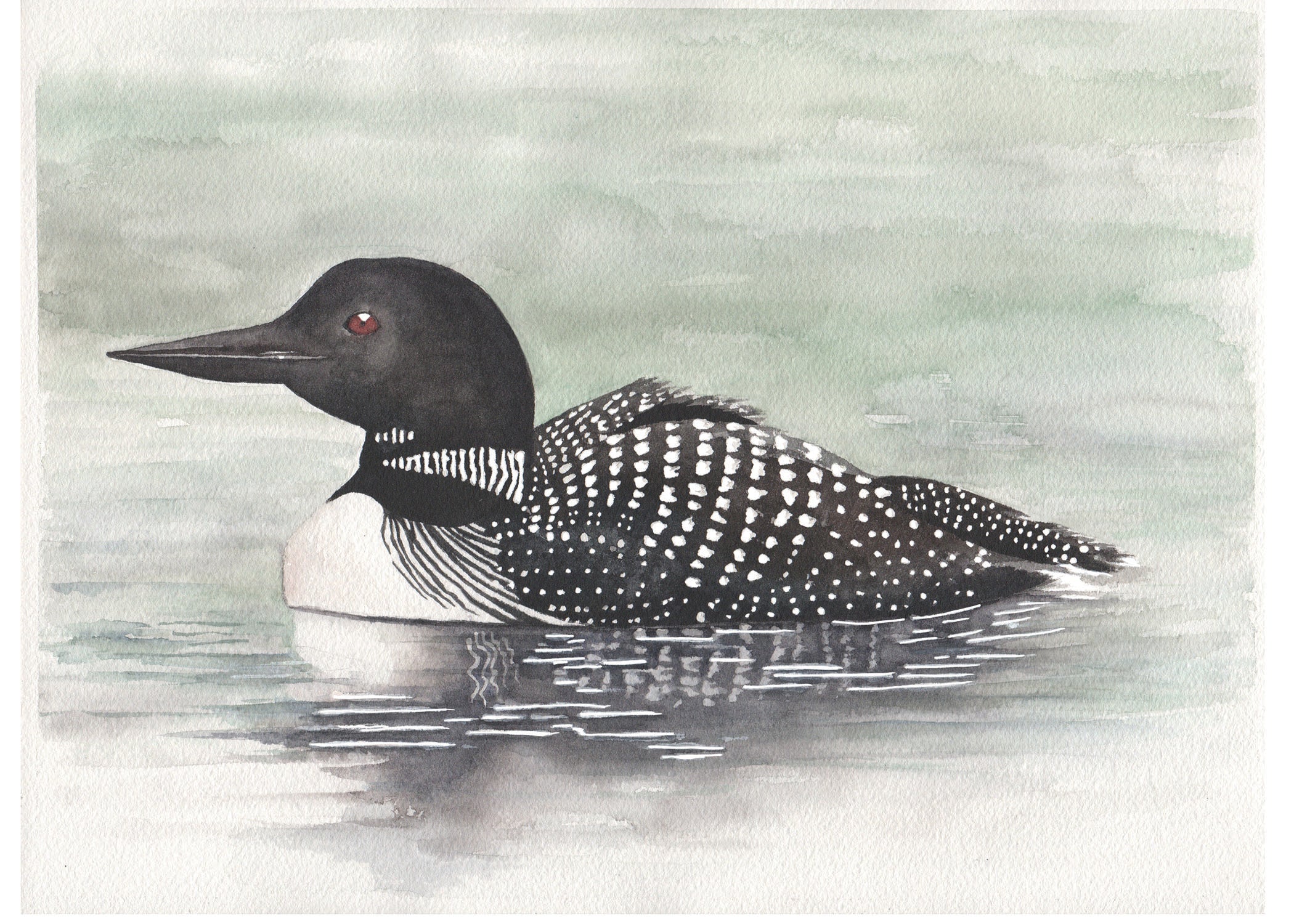 watercolor painting of a loon.