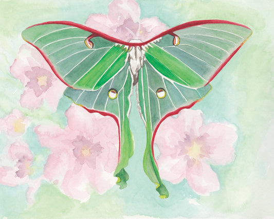 watercolor painting of a luna moth with a pink flower background.