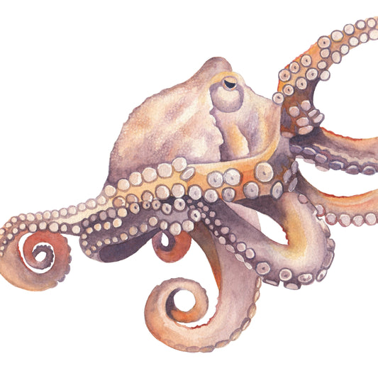 Colorful octopus watercolor on a white background