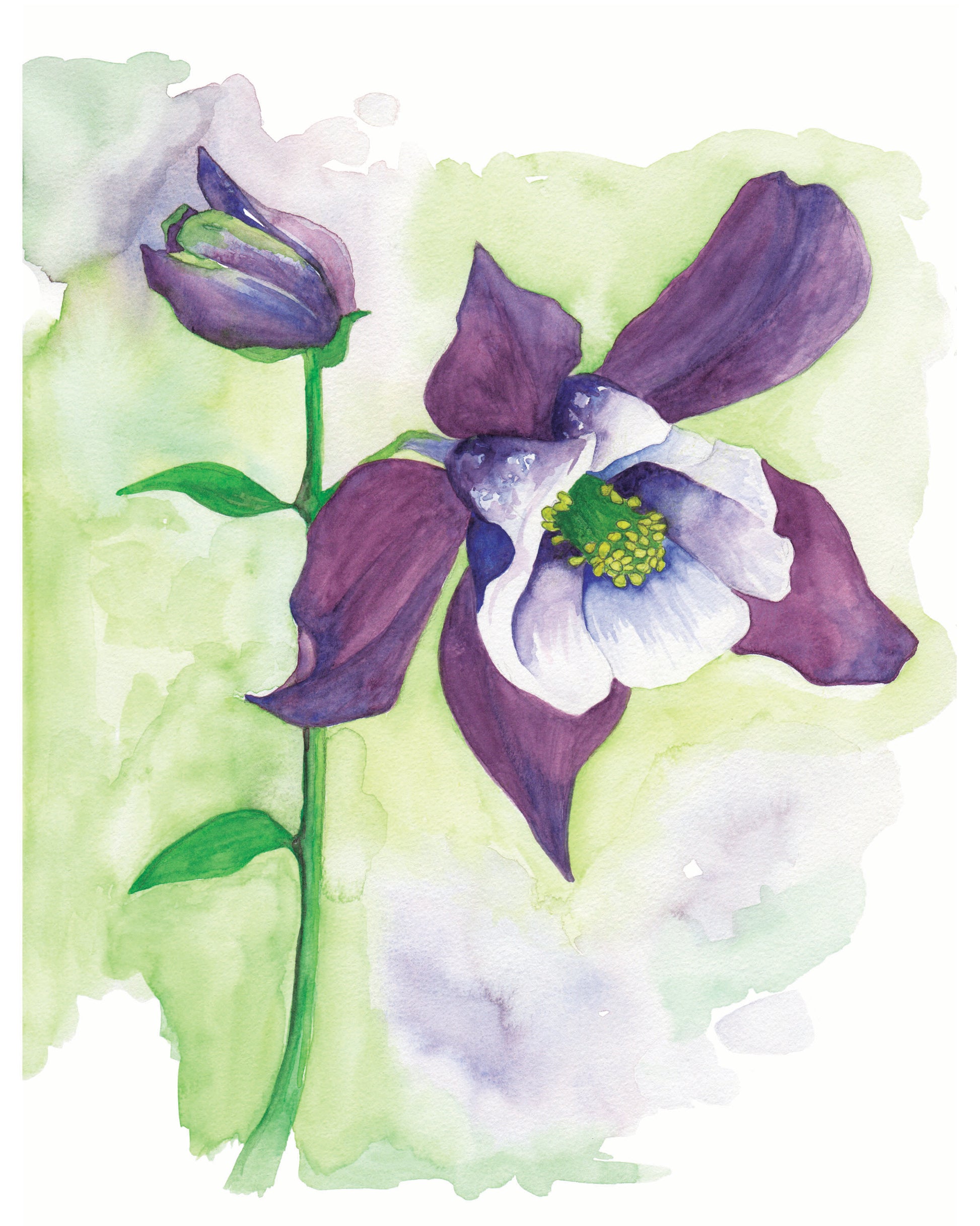 watercolor painting of a purple columbine flower.