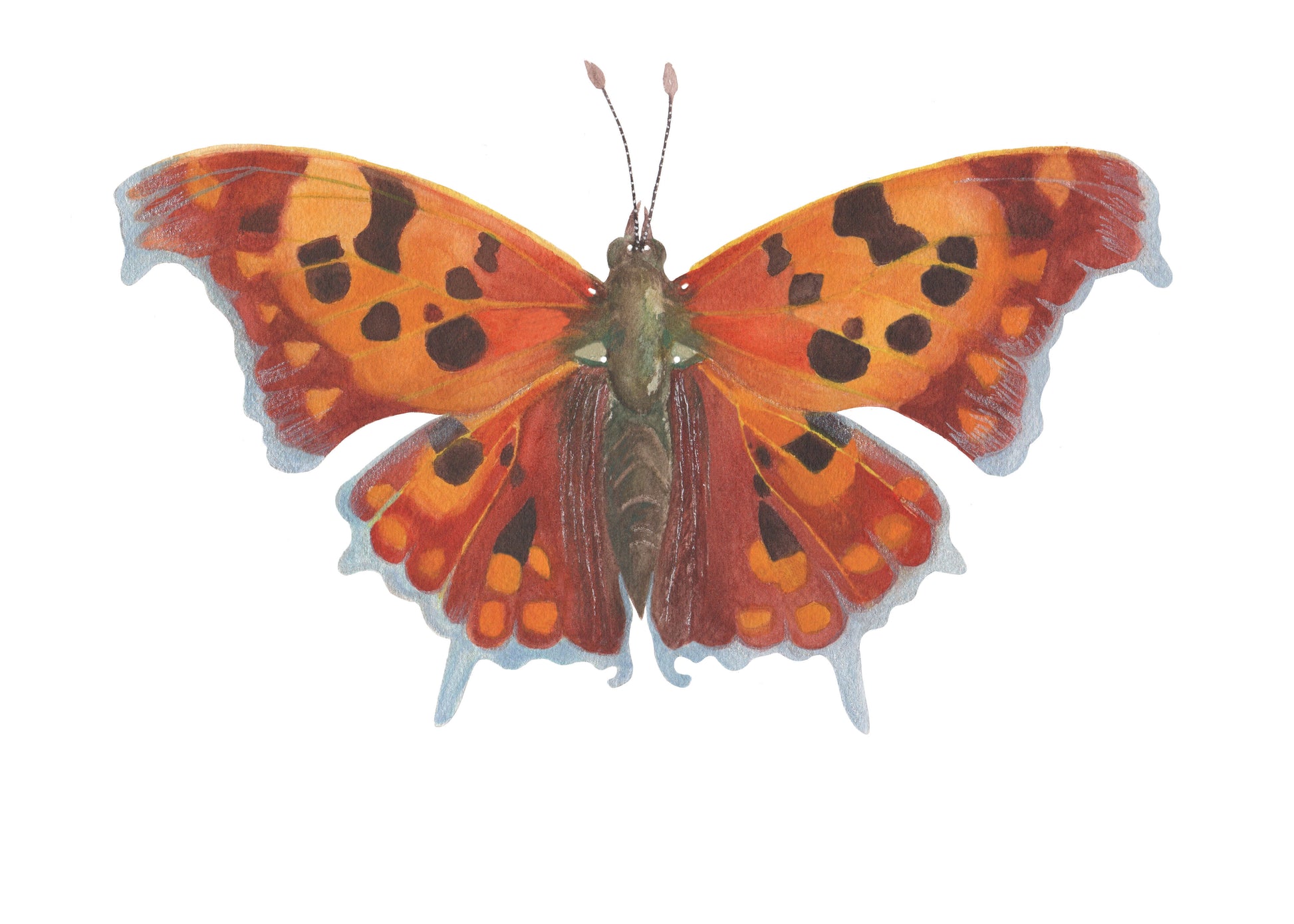 Watercolor painting of an orange Question Mark butterfly.